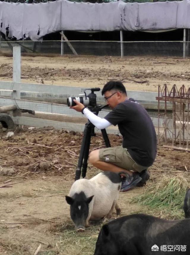 长不大的小香猪多少钱一只:养殖20头香猪需要多少钱？