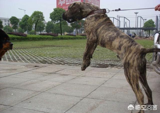 巴西獒犬厉害吗:巴西非勒犬的战斗力怎么样？为什么？