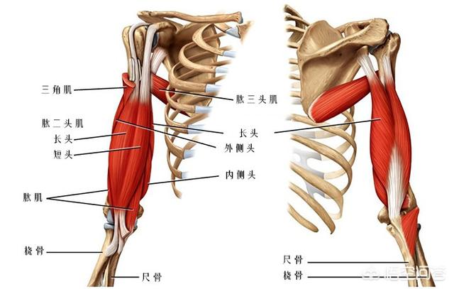 肩关节屈曲的肌肉图片