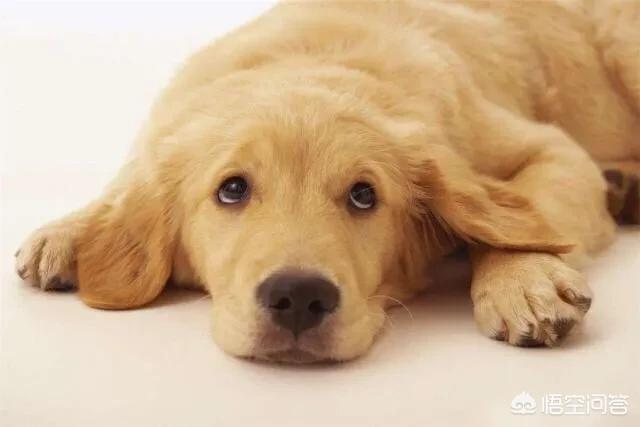金毛幼犬的狗粮怎么选:金毛吃什么狗粮好，有哪些不太贵的推荐？