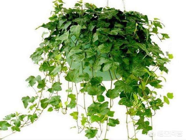 花卉图片大全吊竹梅:吊竹梅图片大全 吊竹兰能和绿萝用一种土吗？