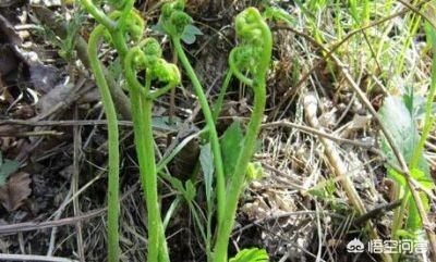 农村家中长有哪些野味？你喜欢吃野菜吗？