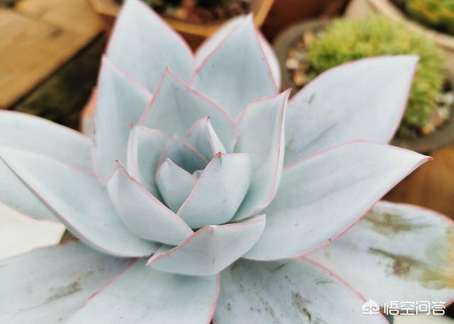 魔南景天可以降血脂吗:有哪些植物能被称为多肉？