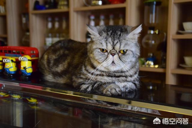 宠物安全隐患:为什么家里的猫不能像狗一样当宠物来养？
