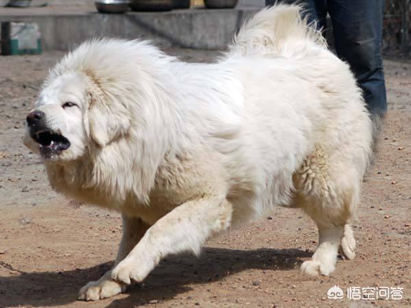 中国明犬:我国战斗力最强的狗是哪种狗？
