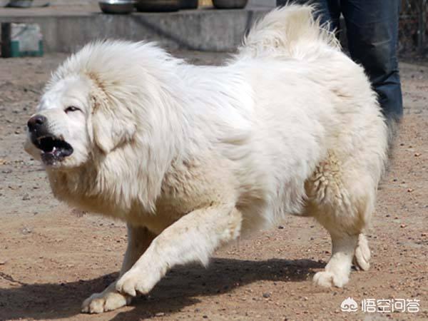 中国超大型犬排名:你认为我国的几大猛犬是哪几种狗？有何依据？