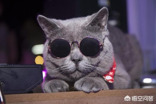 猫咪尿频尿急尿不尽用什么药:公猫尿路堵塞可以吃什么药？