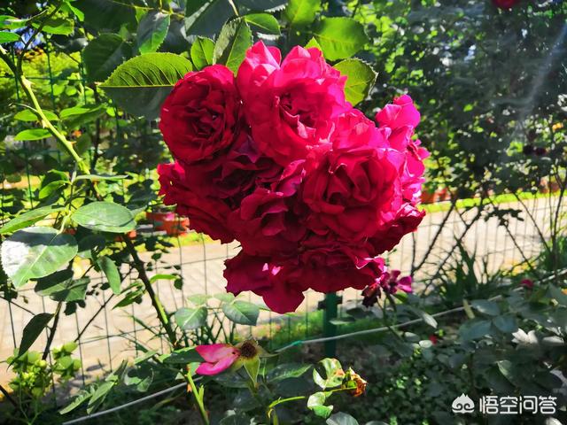 家养月季花栽培:月季花可以无土栽培吗？如何做？