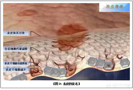 断尾狗之螃蟹站住:壁虎断尾再生，其科学原理可否用于人身上呢？