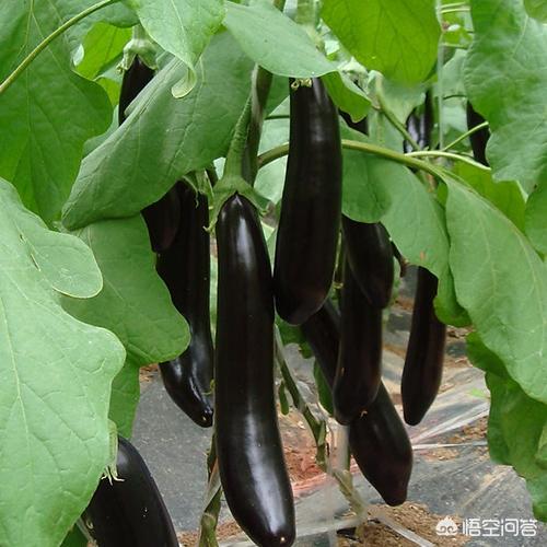 茄子的主要虫害有哪些,如何预防？