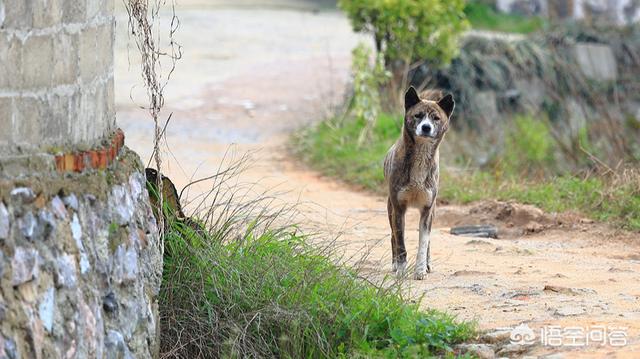 cctv12狗王偷狗视频:怎样养狗能让狗的寿命更长？