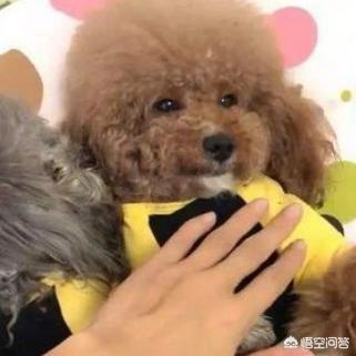 犬爱:对于爱狗人士无底线爱狗，你有什么看法？ 犬爱主题曲