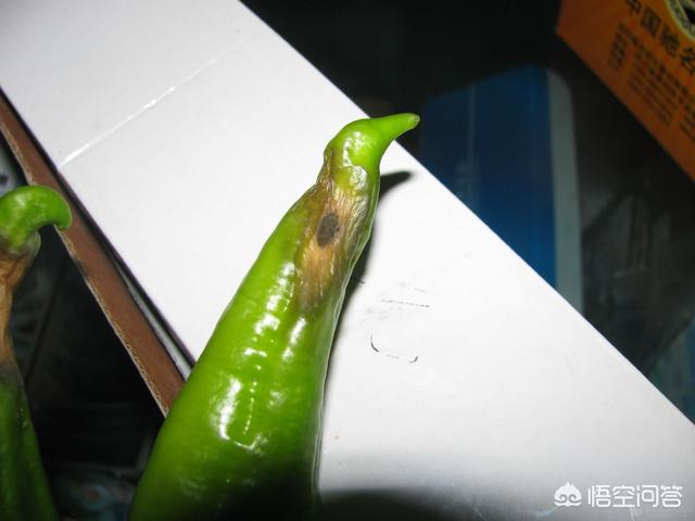 辣椒软腐病怎么防治?_生活常识_小高教学网