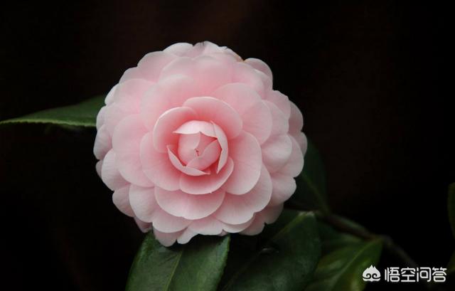 头条问答 哪些茶花品种开花早 6个回答