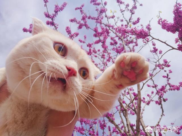 猫舍和宠物店区别:宠物店和猫咖的区别 宠物店买小猫要注意哪些雷区？