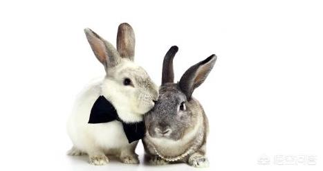 兔子拉稀了吃妈咪爱:兔子吃得太饱会拉稀吗，小白兔拉稀吃什么药？