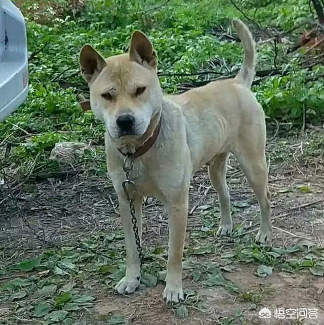 正宗青川猎犬图片:我国哪些土猎犬适合在大山中狩猎？有何依据？