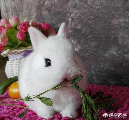 兔子拉稀怎么办透明:幼兔拉稀糊状臭，身上粘到稀屎怎么办？
