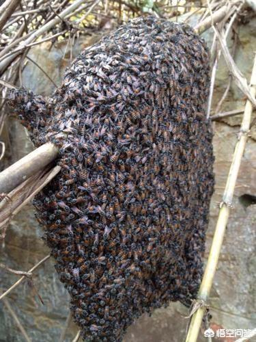 蜜袋鼯有何具体习性，来了一群蜂怎么把它收起来