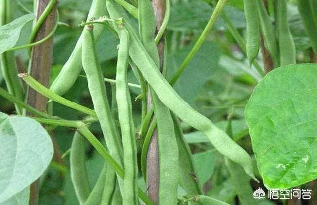 九月多吃四季豆对身体有好处吗，如何种植四季豆种植过程中应注意哪些如何预防病虫害的发生