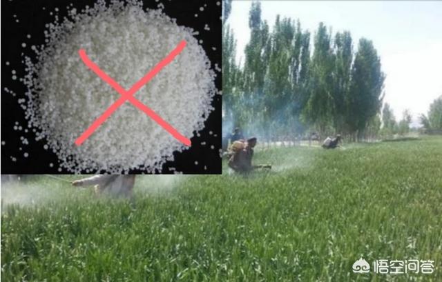 小麦蚜虫:小麦治蚜虫农药和尿素水能一起喷施吗？