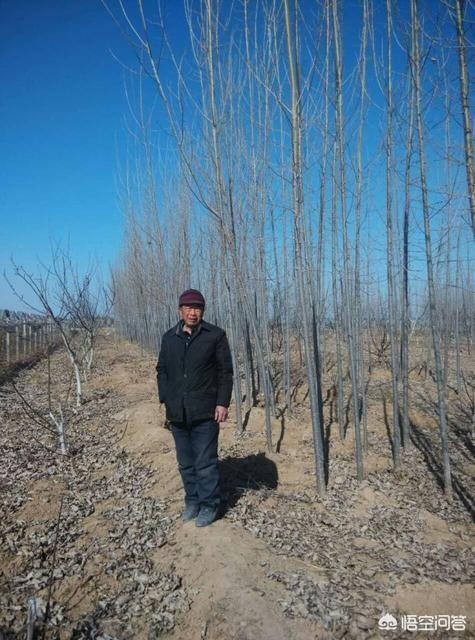 农村收杨树芽会用来干什么，农村大量砍伐杨树，用什么品种的树代替更合适呢