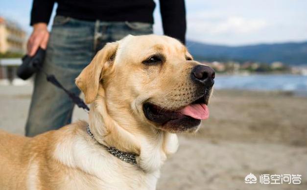 优质的拉布拉多犬性格特征有哪些:拉布拉多犬的特征和性格 拉布拉多有什么好的地方？