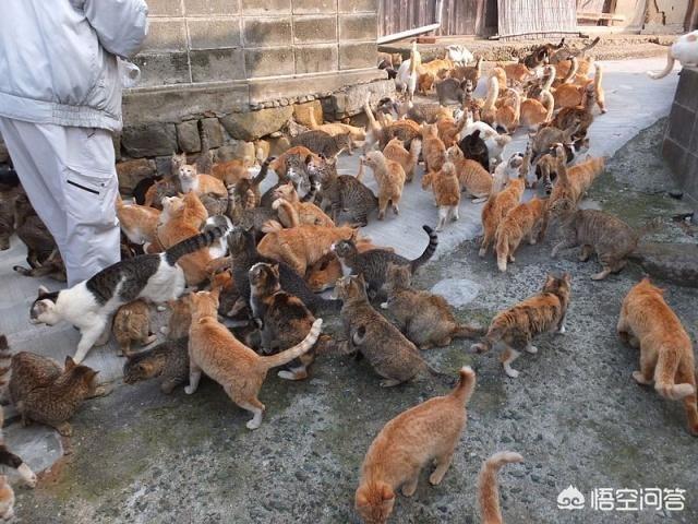 日本猫岛图片大全:日本福猫图片 请说说日本猫岛的发展史？