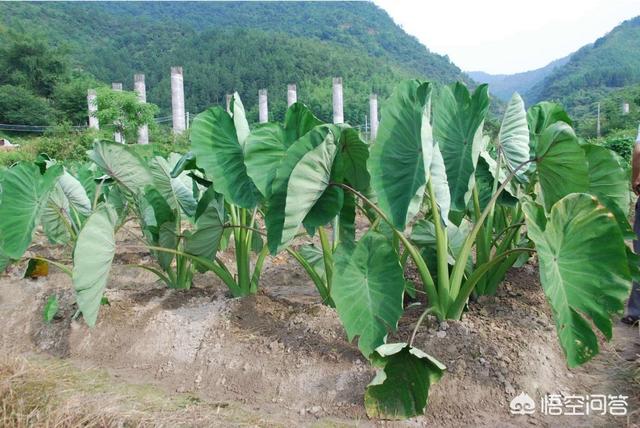 合果芋株高:树地可以种芋头吗？需要注意什么？