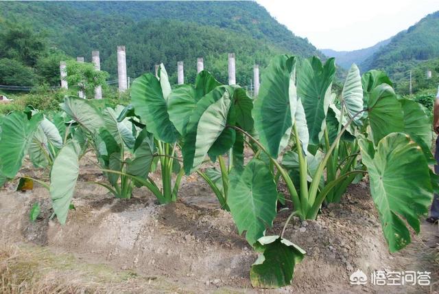 合果芋株高:种植芋头什么时候下种移栽？是旱芋头高产还是水芋头比较高产？