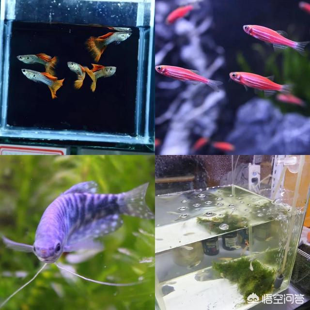 宠物鱼的种类图片:6个月的宝宝吃什么鱼好？