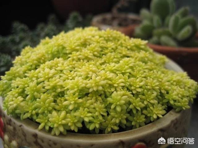 薄雪万年草:黄金万年草如何才能养到爆盆？