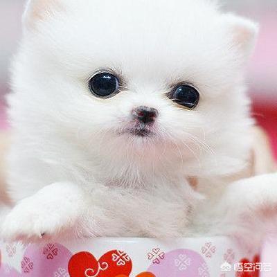 各种宠物狗价格:养一只宠物狗是不是要花很多钱？