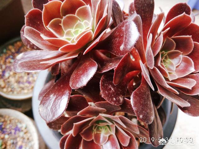 翡翠景天多肉:带锦的多肉怎么养护？价格贵不？