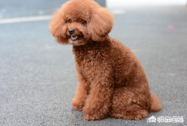 自学的泰迪美容教程:泰迪美容造型教程 如何正确的给泰迪犬剪毛？