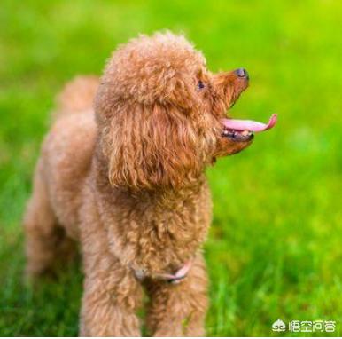 纯种泰迪犬图片及标准:想购买纯种泰迪犬，如何分真假？