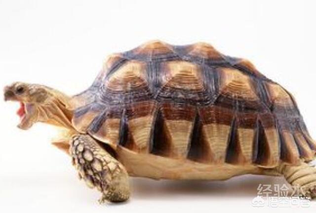 乌龟的种类图片大全:龟的种类介绍几种常见乌龟的特点？