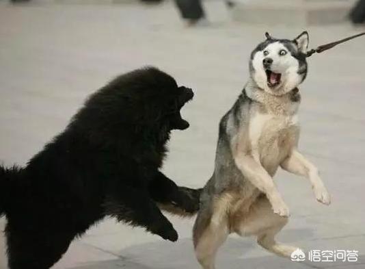 警察与防暴犬图片:遇到警犬，摸一下会有什么后果？