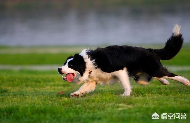 警察与防暴犬图片:遇到警犬，摸一下会有什么后果？