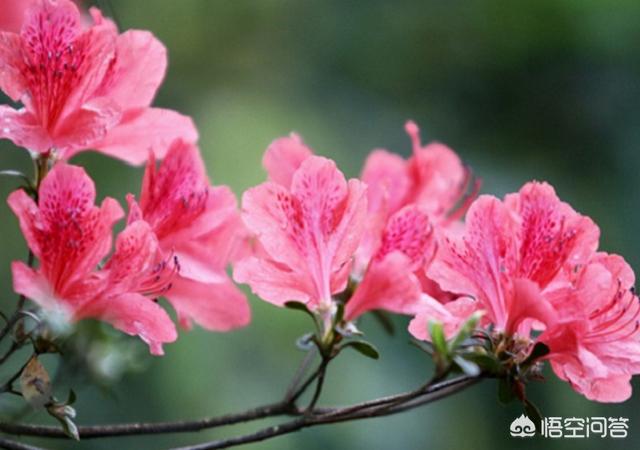 食用杜鹃花是否有毒:杜鹃花叶子上卷开始焦干怎么回事？