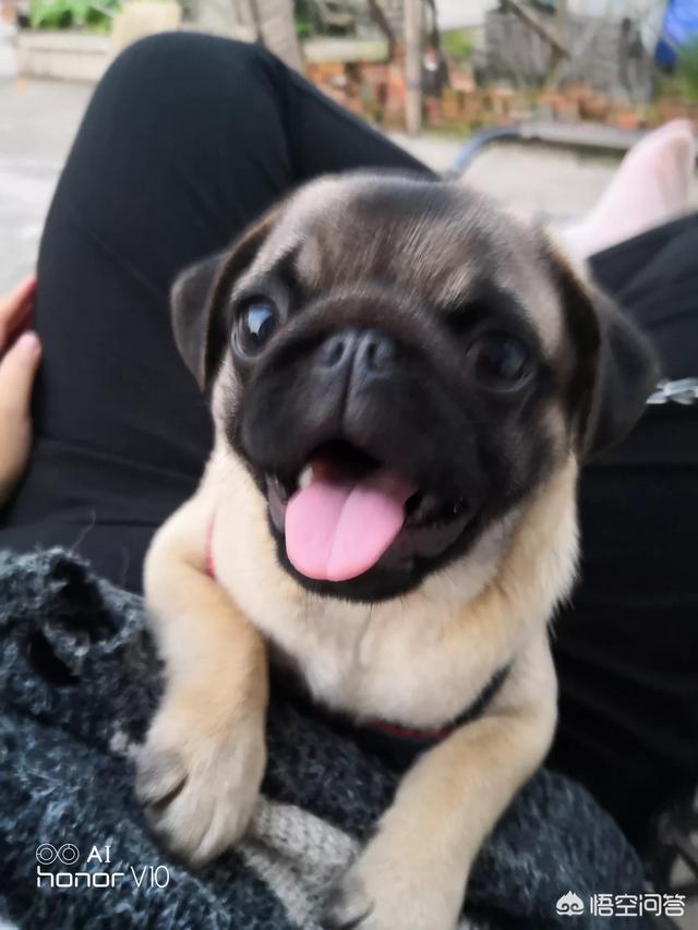 成都巴哥犬吧:你觉得巴哥犬养公的好还是养母的好？为什么呢？