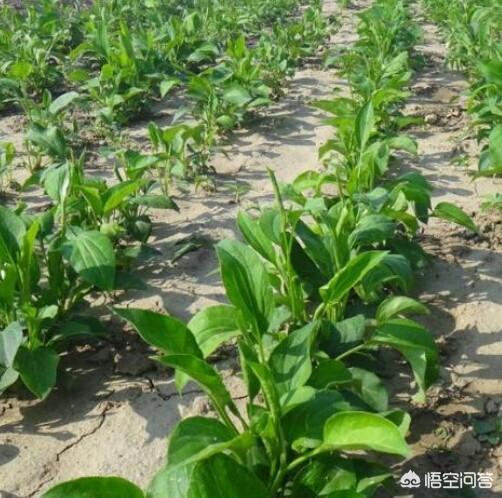 白术种植遇到高温干旱天气,农民朋友如何正确浇水？
