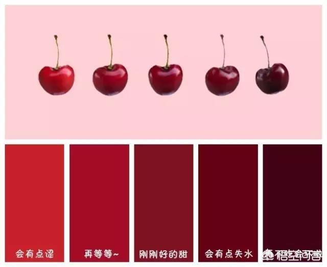 樱花树上会长樱桃吗？