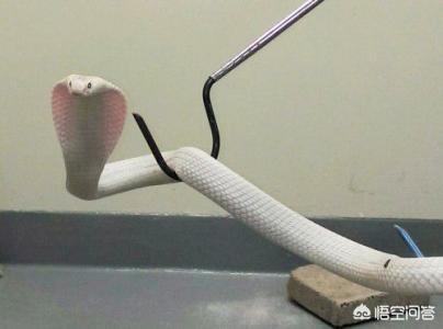 粉红色的赤练蛇图片:我看到蛇浑身发抖，你们也一样吗？是不是人类天生怕蛇？