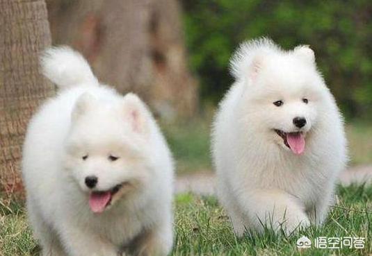萨摩犬舍:如何挑选纯种的萨摩耶幼犬？