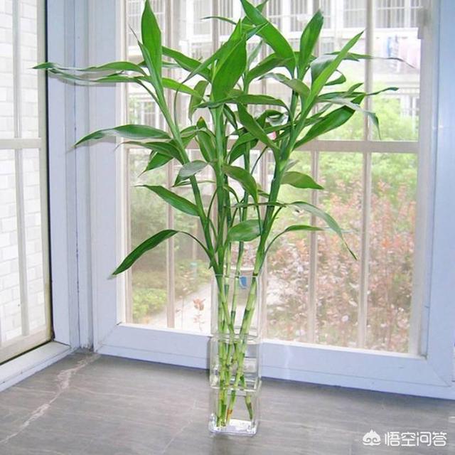 洛克王国清水竹技能:水插的富贵竹？夏季可需要经常换水吗？不换的话，水会不会发臭？