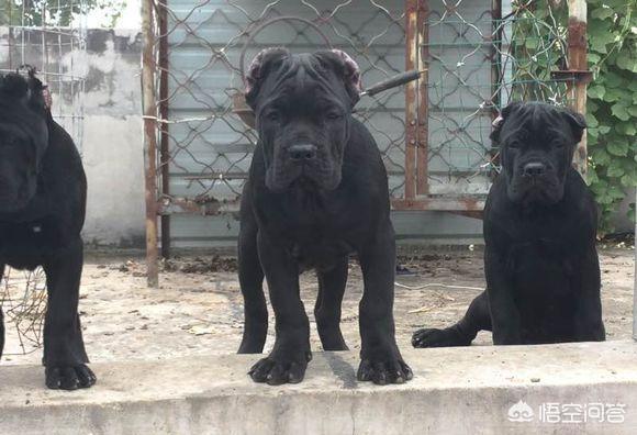训练乖巧的波尔多犬图片:你心目中乖巧的泰迪犬是怎么样的？