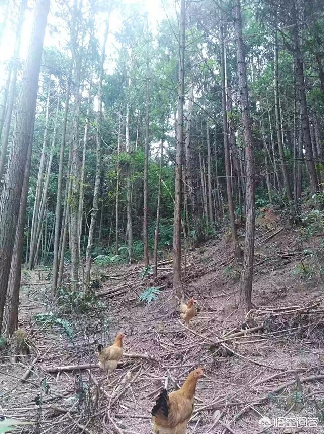 养鸭子赚钱吗:养鸭能挣钱吗 在农村，养鸡，养鸭能赚钱吗，还是养其它的好？