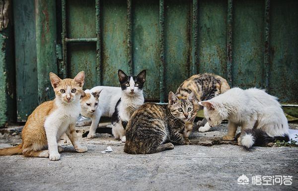 为什么很少看到流浪猫群体里有室内猫宠物猫,比如英短蓝猫,美短折耳猫等？