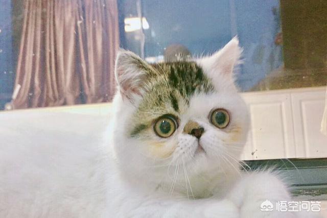 三文鱼边角料做猫饭:如果每天只喂猫咪生肉和冻干，是否科学健康？
